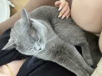 BRITISH SHORTHAIR MERSIN YENISEHIR
