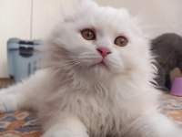 2.5 aylık british longhair