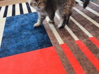 British longhair golden black
