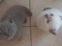 British short hair blue ve Bluepoint yavrular