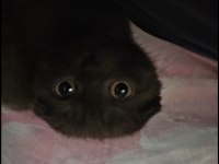 3 Aylık Scottish Fold (Kıvrık Kulaklı) Kahverengi