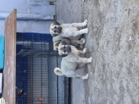 Kangal yavruları