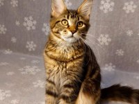 Ful secereli mainecoon Unvanlı ebeveynlerden.