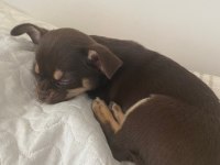 3 aylık yavru chihuahua