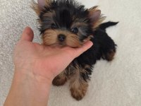 ŞECERE EVRAKLI Yorkshire Terrier Bebekler