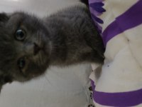 Russian blue erkek yavru