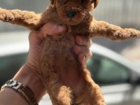 A kalite poodle bebekler