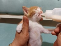 Anneleri ölen kedilere yuva arıyoruz