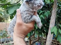 Kaliteli french bulldog