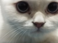 3 aylık british shorthair cinsi dişidir