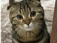 Scottish fold kedimize yeni yuva arıyoruz
