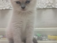 MİNNOŞ BRİTİSH KEDİLER