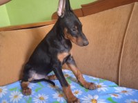 Mükemmel kalitede doberman