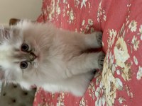 British longhair mavi gözlü dişi yavru