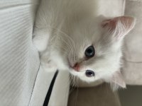 British shorthair yavrularımıza yuva arıyoruz