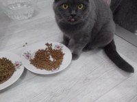3 yaşında british kısır seven birine sahiplendireceğim