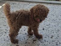 Toy poodle köpeği