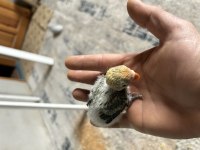 Yavru ele alıştırmalık papağanlar