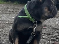 EĞİTİMLİ BLUETAN EGZOTİK KOMPAKT FRENCH BULLDOG ERKEK
