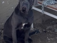 Koruma köpeği cane corso 10 aylık