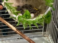 Mozambik Green Finch