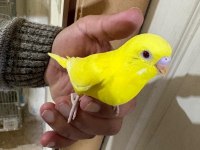 30 GÜNLÜK LUTİNO BEBEK MUHABBET KUŞU