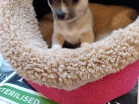 Chihuahua orjinal teacup bebekler