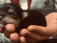 4 tane yorkshire terrier
