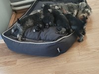 Schnauzer yavrular