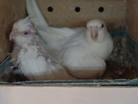 1 YAŞ ERKEK ALBİNO 1 yavru albino sultan papağanı