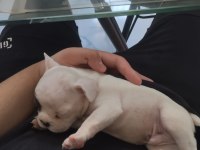 FRENCH BULLDOG