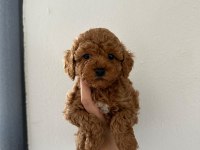 Irk garantili dişi ve erkek poodle yavrular