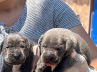 Cane corso köpekler