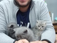 Kedimiz şirin anne oldu