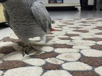 MÜKEMMEL BAKIMLI ERKEK JAKO ÜST DÜZEYDE KONUŞUR