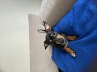 Minyatür pinscher erkek