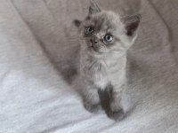 BRİTİSH SHORTHAİR CİNSİ YAVRU KEDİMİZ