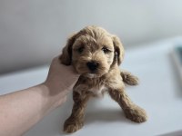 ORJİNAL TEACUP MALTİPOO YAVRULAR