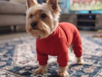 Gold silver renk yorkshire terrier