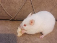Yetişkin hamster suriye