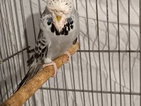 2 takım show jumbo muhabbet kuşu