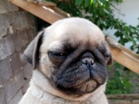 Pug erkek 75 günlük teslime hazır