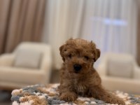 İpek gibi Maltipoo