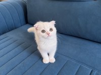 Beyaz British Shorthair Erkek Yavru Yeşil Gözlü