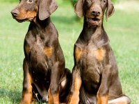 Irkının en iyisi Doberman yavrular kapıda ödeme mevcut