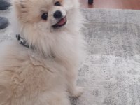 1 Yaşında Erkek Pomeranian Boo