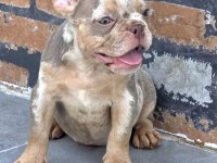 French Bulldog Dişi