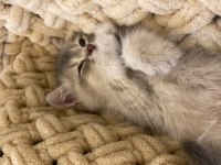 British Longhair 2 Aylık Dişi Yavru Sevgi Dolu Yuva