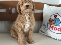Petmode köpek çiftliğinde ziyarete açık maltipoo