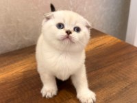 Safkan british shorthair ve scottish fold yavrular